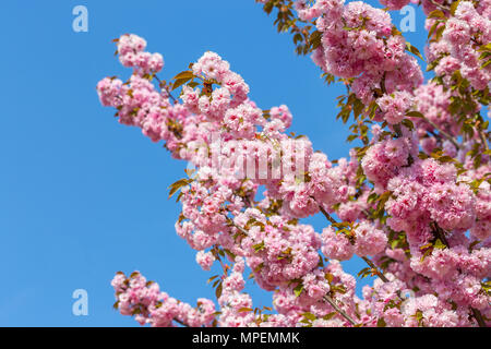 Branches de fleurs de cerisier japonais Sakura contre le ciel bleu. Magnifiques fleurs roses background Banque D'Images