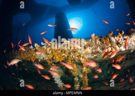 Un haut-fond de l'apogon de Kaudern (imberbis) entre la structure de la Plataforma wreck dive site à Formentera (Baléares, Espagne) Banque D'Images