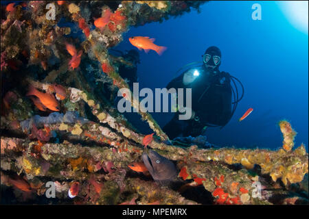 Scubadiver avec torche, cardinalfish Apogon imberbis) (haut-fond et la murène (Muraena helena) à la Plataforma épave (Formentera, Îles Baléares, Espagne) Banque D'Images