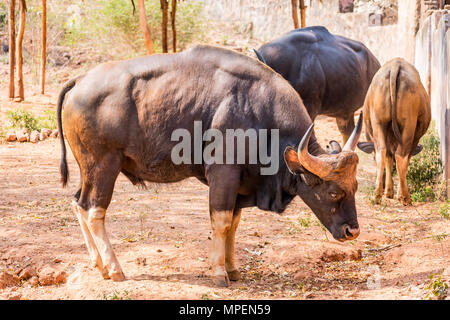 Super gros plan de groupe de bisons indiens sur l'herbe de pâturage domaine de zoo. Banque D'Images