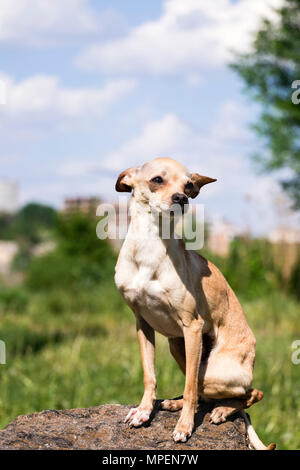 Fédération de bon-coated Toy Terrier écoute attentivement au vent (Canis lupus familiaris) Banque D'Images