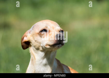 Fédération de bon-coated Terrier Toy enfoncé ses oreilles et leva (Canis lupus familiaris) Banque D'Images