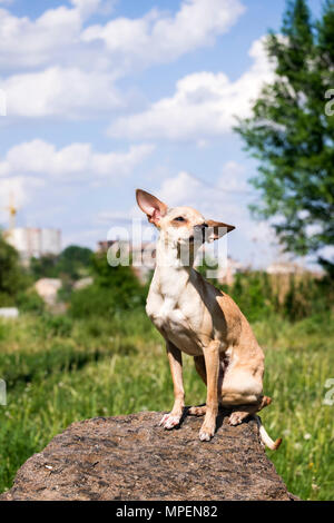Fédération de bon-coated Toy Terrier mis à part ses oreilles, assis sur une pierre (Canis lupus familiaris) Banque D'Images