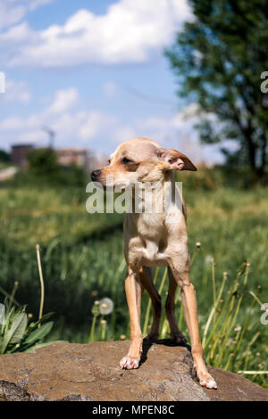 Fédération de bon-coated Toy Terrier se dresse fièrement sur la pierre (Canis lupus familiaris) Banque D'Images