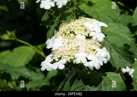 Fleurs et bourgeons de fleurs de guelder rose. Inflorescence Corymbose de la viorne (Viburnum opulus) Banque D'Images