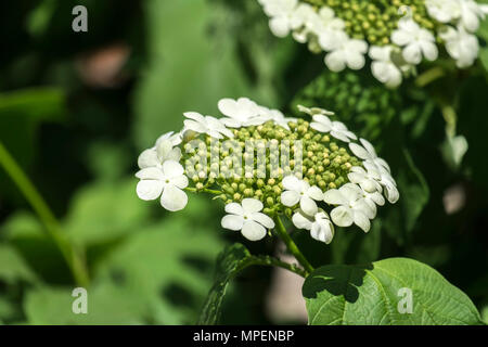 Fleurs et bourgeons de fleurs de guelder rose. Inflorescence Corymbose de la viorne (Viburnum opulus) Banque D'Images