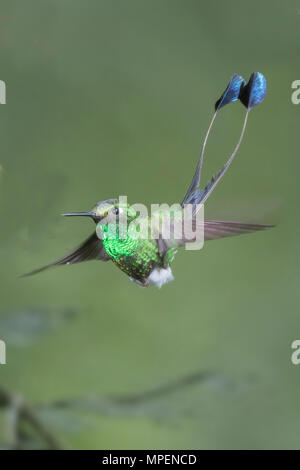 Rackettail démarré mâle Hummingbird flying (Ocreatus underwoodii) Equateur Banque D'Images