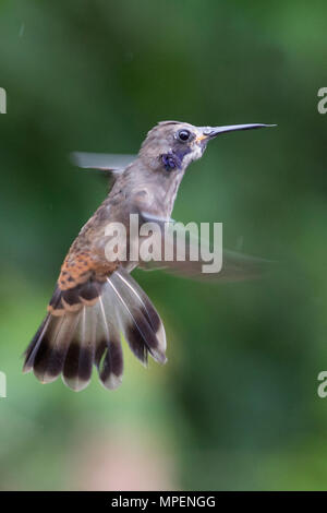 Brown Violetear delphinaae Hummingbird Colibri (vol) L'Équateur Banque D'Images