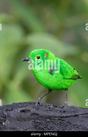 Glistening-Green (Chlorochrysa phoenicotis Tangara) Equateur Banque D'Images