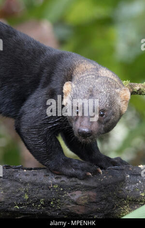 Tayra close-up (Eira barbara) l'Équateur Banque D'Images