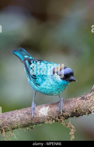 Tangara Tangara ruficervix Golden-Naped (Équateur) Banque D'Images