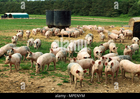 Exploitation porcine, les porcelets élevés en plein champ, Norfolk, Angleterre, Royaume-Uni Banque D'Images