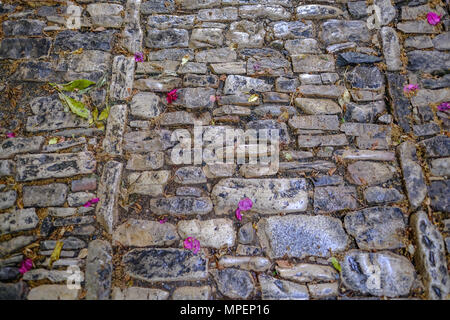 Voie pavée de gros plan. Été tourné avec des feuilles vertes et fleurs roses. Les galets sont bien éclairées et l'éclat d'une douche récente o Banque D'Images