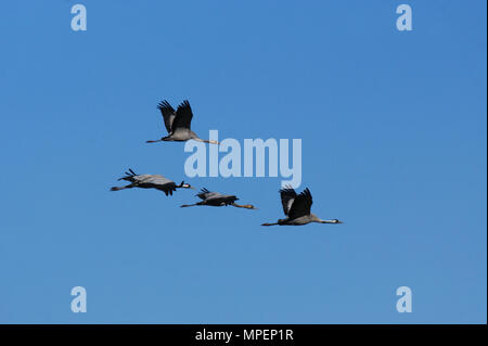 Grues cendrées (Grus grus) en Navalcan réservoir, Toledo, Espagne. Banque D'Images