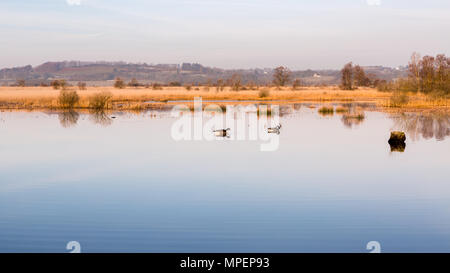 Deux canards sur un lac à Cors Caron réserve naturelle nationale comme le soleil du matin la terre hilights Banque D'Images