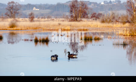 Deux canards sur un lac à Cors Caron réserve naturelle nationale comme le soleil du matin la terre hilights Banque D'Images