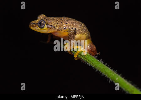 Espèce de grenouille Reed (Heterixalus punctatus) sur tige, Parc National Andasibe, Madagascar Banque D'Images