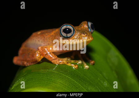 Tree climbing (espèces de grenouilles Boophis pyrrhus) se trouve sur la feuille, le Parc National Andasibe, Madagascar Banque D'Images