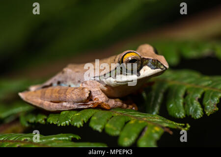 Tree climbing (espèces de grenouilles Boophis reticulatus) se trouve sur la feuille, le Parc National Andasibe, Madagascar Banque D'Images