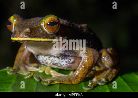 Tree climbing (Boophis albilabris espèce de grenouille), homme assis sur feuille, le Parc National Andasibe, Madagascar Banque D'Images