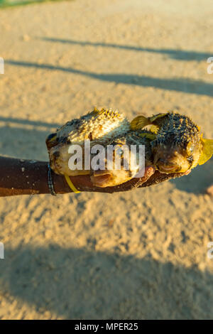 Un pêcheur du Mozambique détient un poisson Puffer mort Tetraodontidae. Banque D'Images