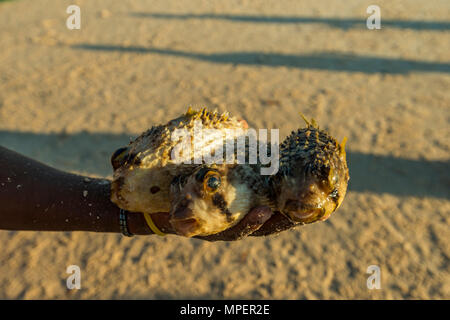 Un pêcheur du Mozambique détient un poisson Puffer mort Tetraodontidae. Banque D'Images