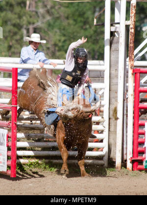 Bull riding-rider est un stimulant très contrarié, en colère 2000 lbs bull pour rester sur son dos le plus dangereux à huit secondes du sport. Banque D'Images