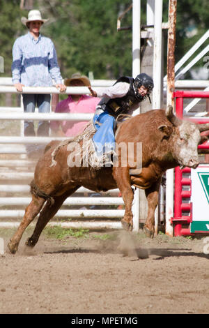 Bull riding-rider est un stimulant très contrarié, en colère 2000 lbs bull pour rester sur son dos le plus dangereux à huit secondes du sport. Banque D'Images