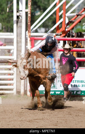 Bull riding-rider est un stimulant très contrarié, en colère 2000 lbs bull pour rester sur son dos le plus dangereux à huit secondes du sport. Banque D'Images