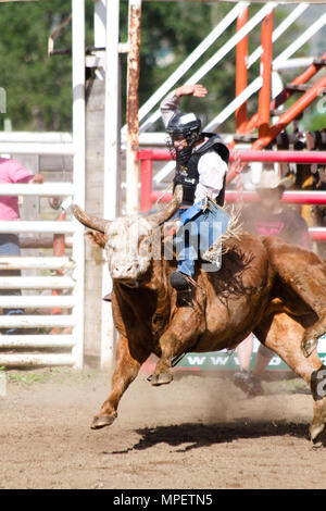 Bull riding-rider est un stimulant très contrarié, en colère 2000 lbs bull pour rester sur son dos le plus dangereux à huit secondes du sport. Banque D'Images