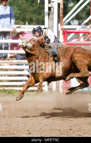 Bull riding-rider est un stimulant très contrarié, en colère 2000 lbs bull pour rester sur son dos le plus dangereux à huit secondes du sport. Banque D'Images