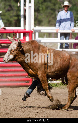 Bull riding-rider est un stimulant très contrarié, en colère 2000 lbs bull pour rester sur son dos le plus dangereux à huit secondes du sport. Banque D'Images