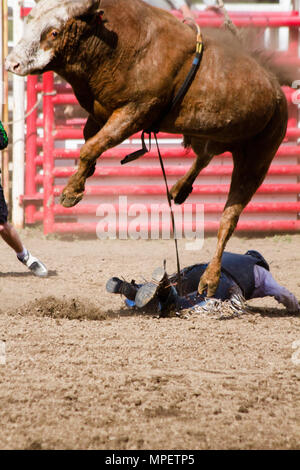 Bull riding-rider est un stimulant très contrarié, en colère 2000 lbs bull pour rester sur son dos le plus dangereux à huit secondes du sport. Banque D'Images