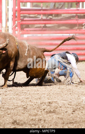 Bull riding-rider est un stimulant très contrarié, en colère 2000 lbs bull pour rester sur son dos le plus dangereux à huit secondes du sport. Banque D'Images