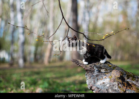 Petit Chaton de couleur écaille dans le parc se déplace sur une pierre recouverte de mousse Banque D'Images