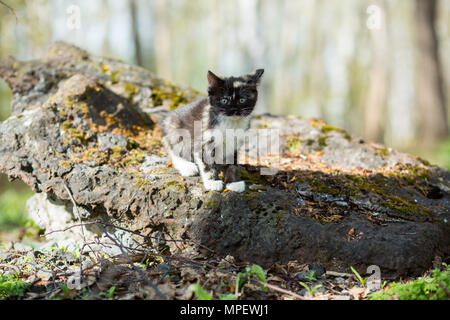 Petit Chaton de couleur écaille dans le parc se déplace sur une pierre recouverte de mousse Banque D'Images