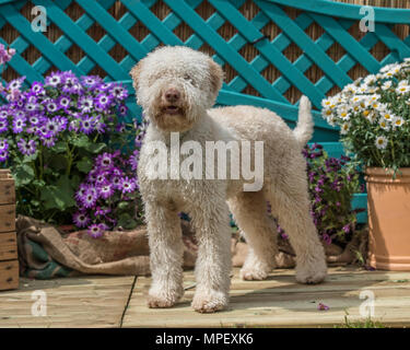 Lagotto Romagnolo chien Banque D'Images