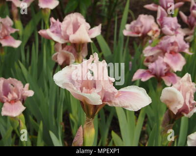 Iris, rose framboise 'Blush' Banque D'Images