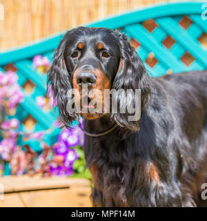 Gordon setter Banque D'Images