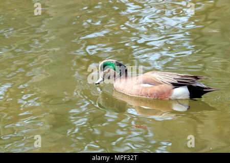 Le Canard d'hommes natation sur un lac Canadien Banque D'Images