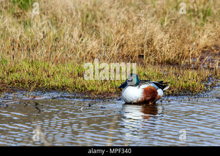 Le Canard souchet mâle natation sur le lac Banque D'Images