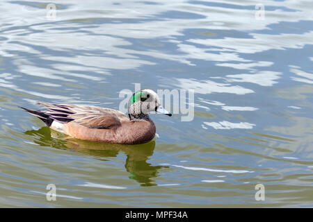 Le Canard d'hommes natation sur un lac Canadien Banque D'Images