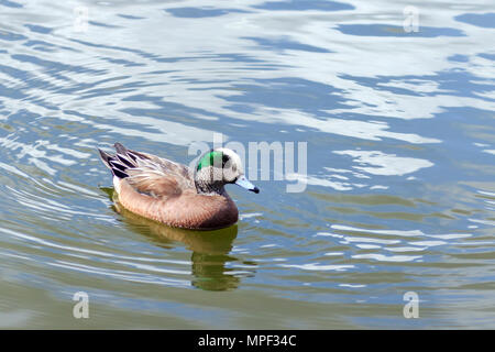 Le Canard d'hommes natation sur un lac Canadien Banque D'Images