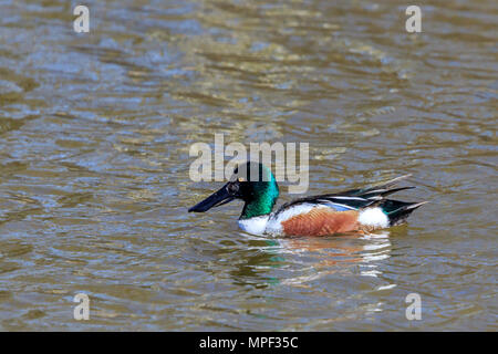 Le Canard souchet mâle natation sur le lac Banque D'Images