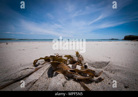 Le varech sur la plage Banque D'Images