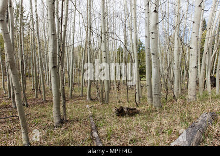 Aspen Grove au printemps Banque D'Images