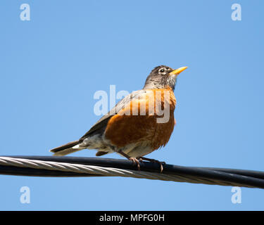 Un merle d'Amérique Turdus migratorius, perchée sur des fils électriques, avec un fond bleu-azur. Banque D'Images