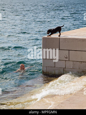 Chien regardant son propriétaire la natation dans la mer depuis la digue Banque D'Images