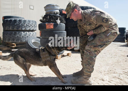 La CPS. Michael Coffey, un militaire de l'Armée de chien de travail avec la Direction des services d'urgence, Groupe de soutien de secteur - Koweït, pratiques obéissance avec son chien de travail militaire (MWD) "Diana" au cours d'une démonstration de capacités MWD au Camp Arifjan, au Koweït, le 21 mars 2000, 7, 2017. (U.S. Photo de l'armée par le sergent. Dalton Smith) Banque D'Images