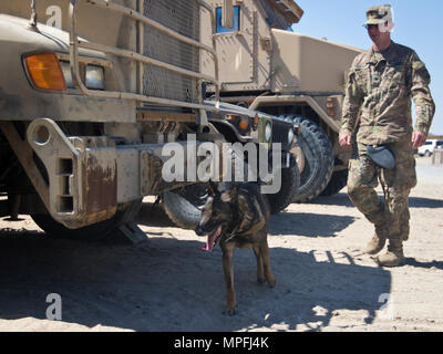 Diana, un chien de travail militaire (MWD) avec la Direction des services d'urgence, Groupe de soutien de secteur - Koweït, gauche, recherche une aide à la formation au cours d'une démonstration de capacités MWD au Camp Arifjan, au Koweït, le 21 mars 2000, 7, 2017. (U.S. Photo de l'armée par le sergent. Dalton Smith) Banque D'Images